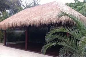 alang-alang-grass-supplier-australia